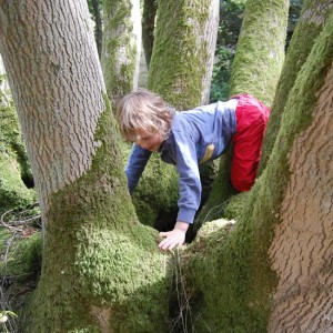 boy climbing in tree