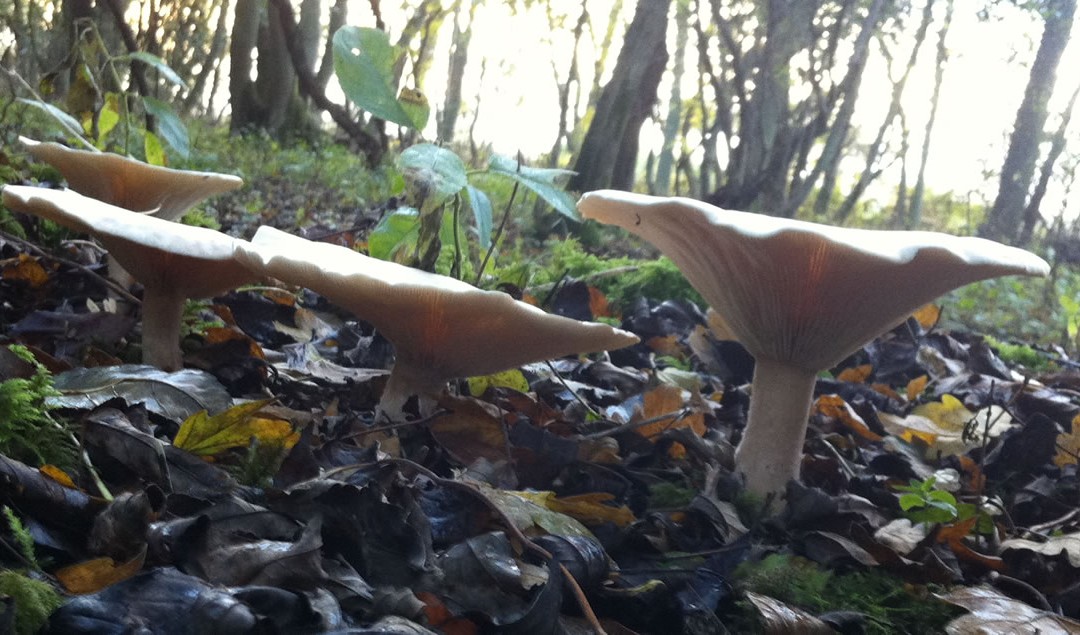 Woodland Bathing