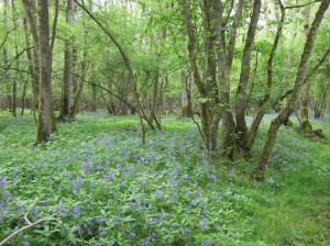 bluebell wood