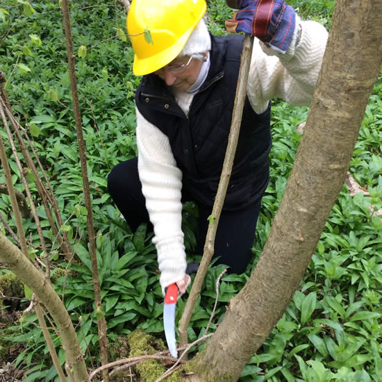 woman cutting hazel 