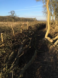 laid woodland hedge