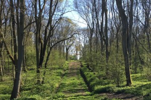 trees in spring woodland