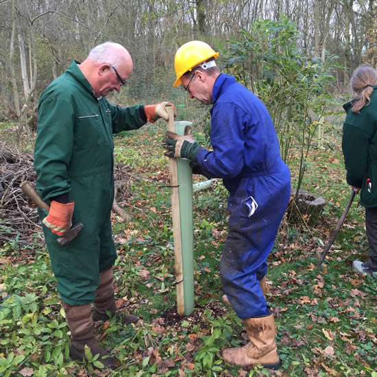 men planting a tree