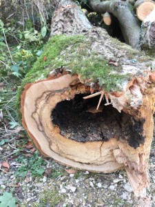 Felled tree trunk showing rot in middle