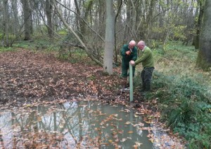 two men planting a tree by a pond