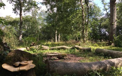 6 ways Autistic children can benefit from woodlands