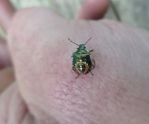 beetle on a hand
