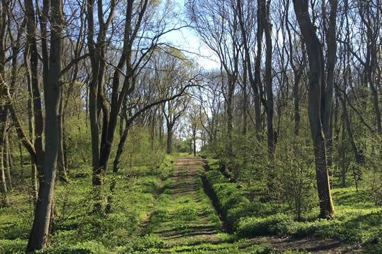 Take a walk on the wild side