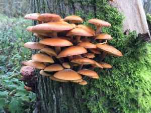 orange fungi cluster on tree trunk