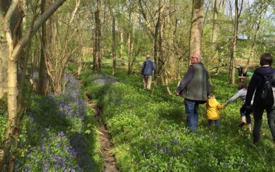 Bluebell visits in East Northants woodland