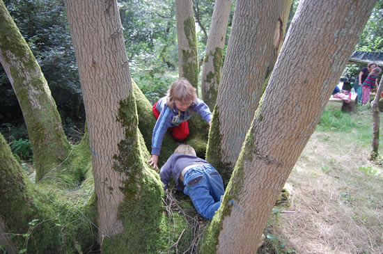 boys exploring tree