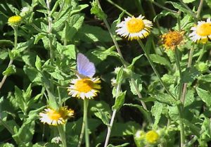 blue butterfly on daisies