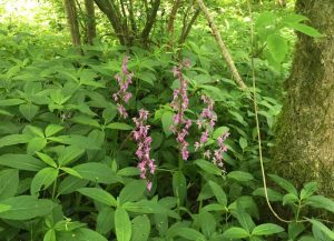 group of pink orchids growing in woodland