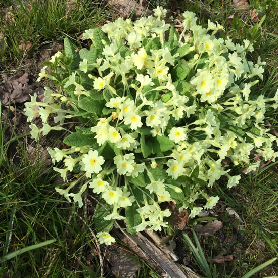 moss covering tree roots in woodland