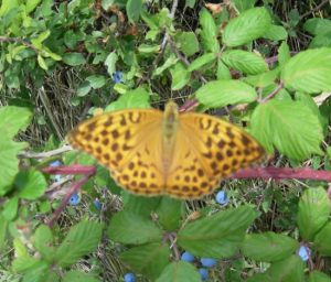 silver washed fritillary orange butterfly