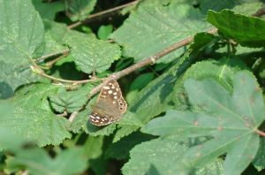 speckled wood butterfly on leaves