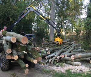 crane lifting logs