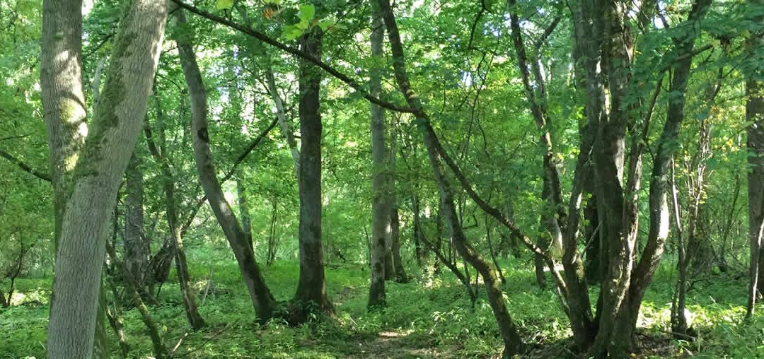 woodland trees in leaf