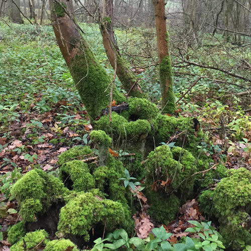 moss covering tree roots in woodland