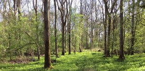 woodland trees without leaves