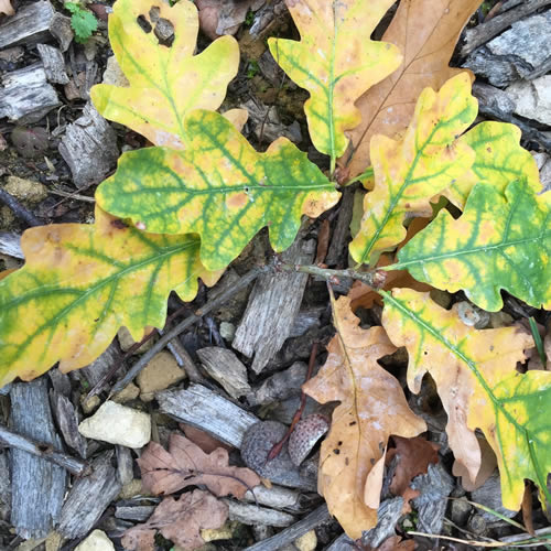 Oak leaves