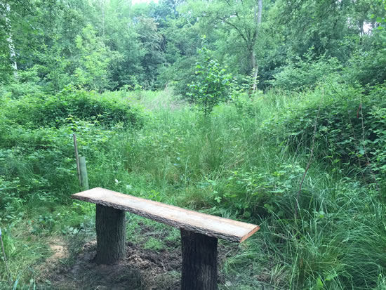 bench in woodland