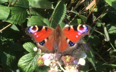 Butterfly ball 2017