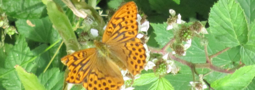 orange butterfly on brambles