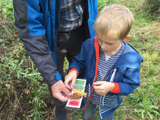 boy comparing leaves to colour card