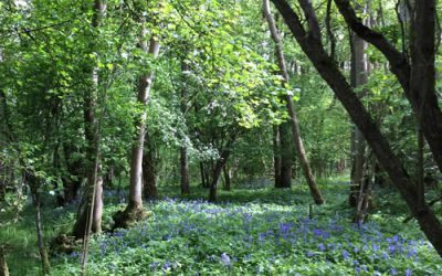 Nature immersion can benefit autistic children