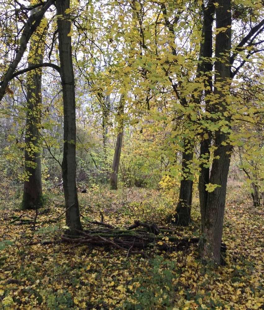 trees in woodland