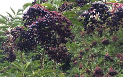 Foraging fun with elderberries