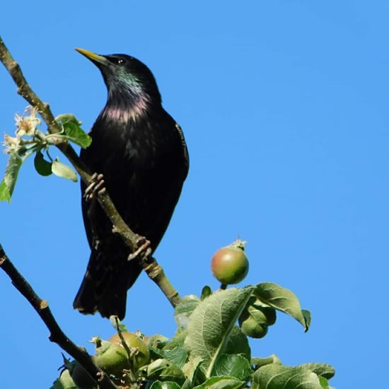 starling on branch