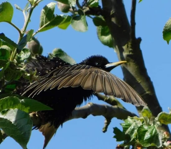 starling wing