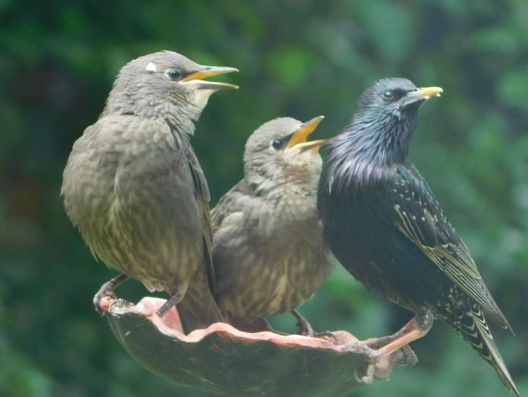 adult and two young starlings
