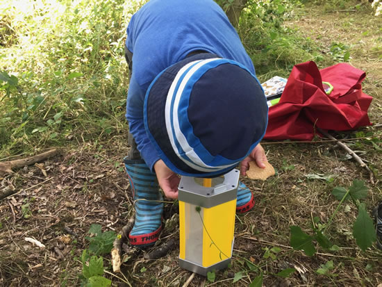 child looking into bug house
