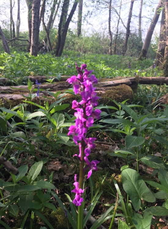 pink orchid