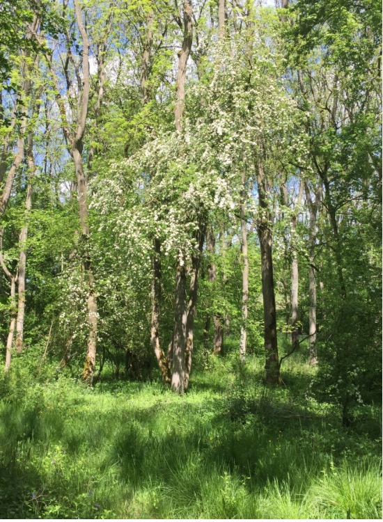trees with blossom