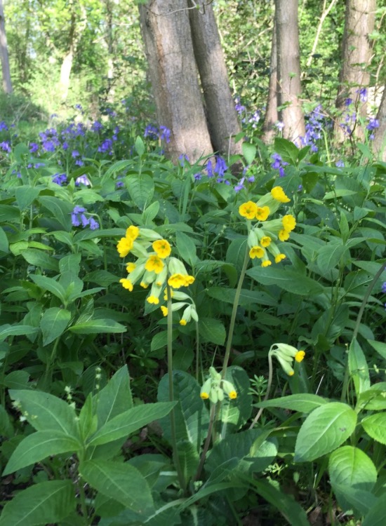 yellow and blue flowers