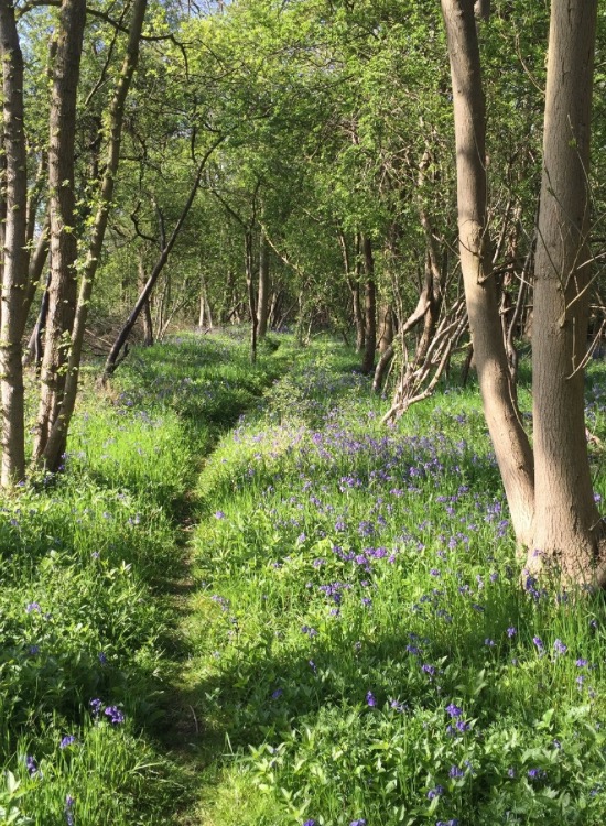 path between trees