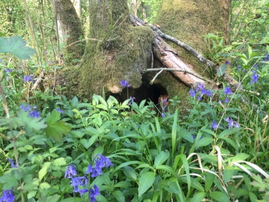 woodland flowers at base of tree