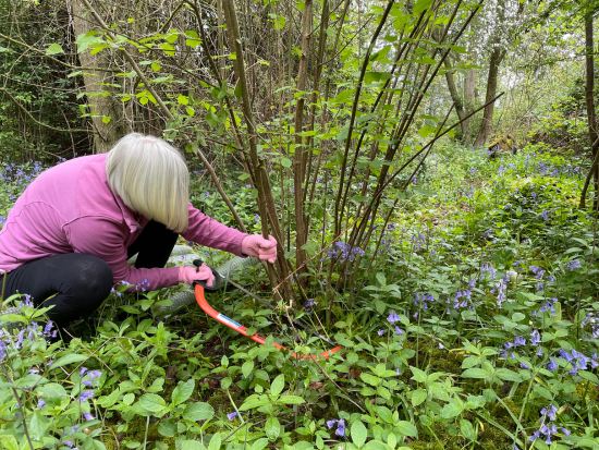 woman sawing hazel tree