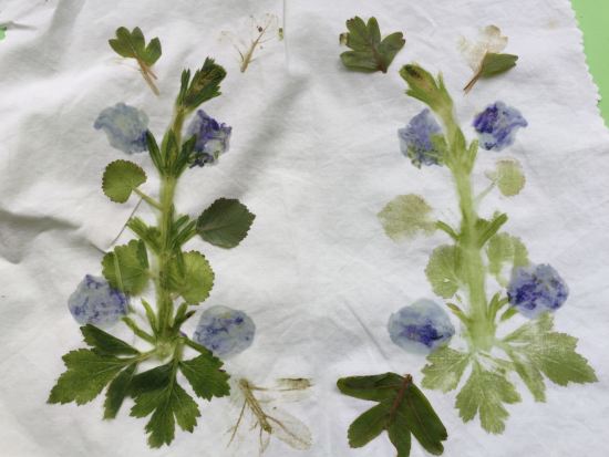 artwork from plants on cloth