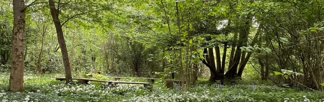 woodland scene with wild garlic growing